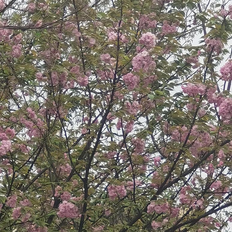 我己经是一个70岁的老头了，如果活到中国男性的平均寿命77岁，我还有7前时间。当