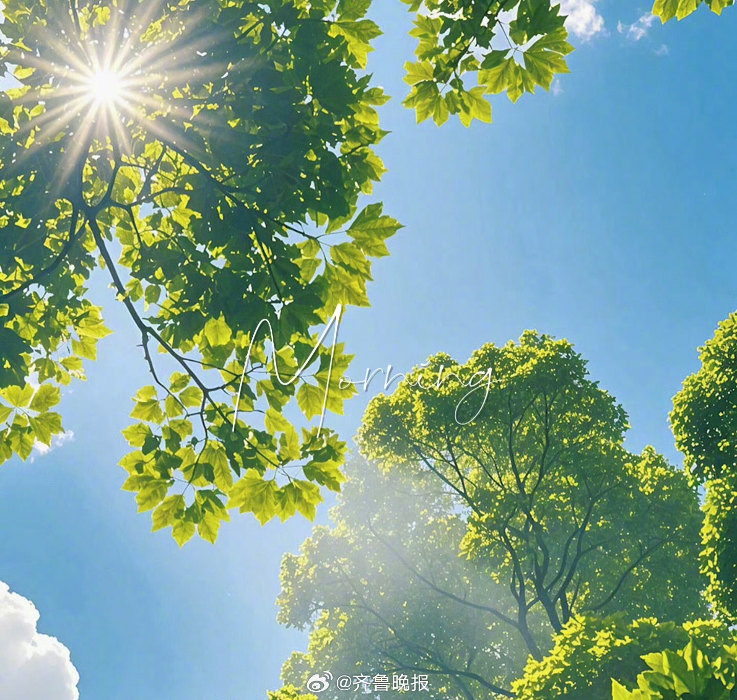 每一个充满希望的日子，都像盛开的花般热烈。#早安#