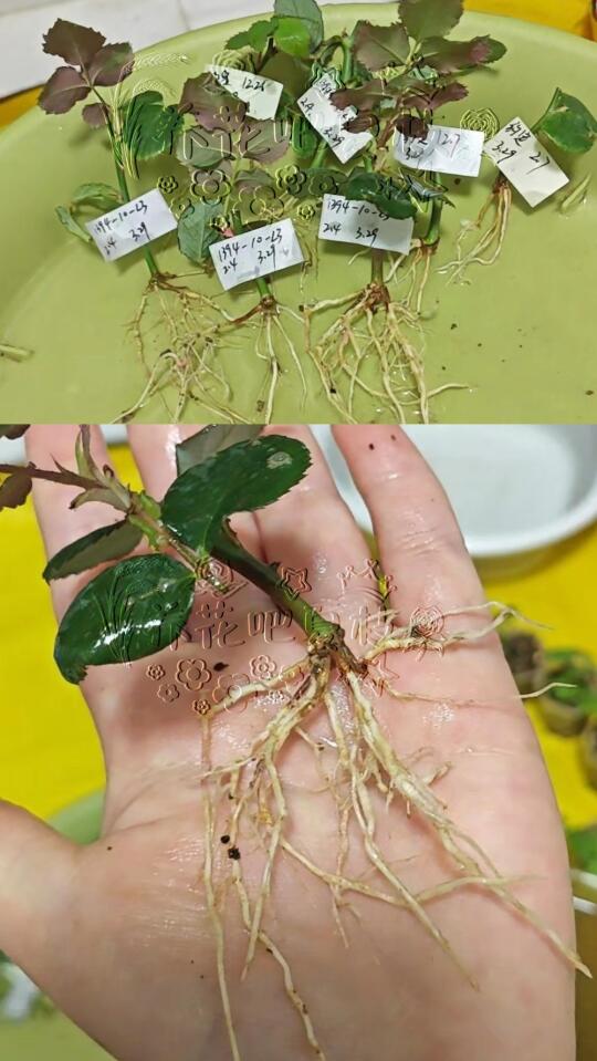 一些约定~