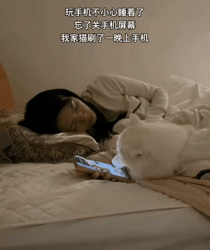 猫咪刷手机，看的还蛮认真的，这画面真是很治愈人！看到这样的画面，不仅让人思考，连