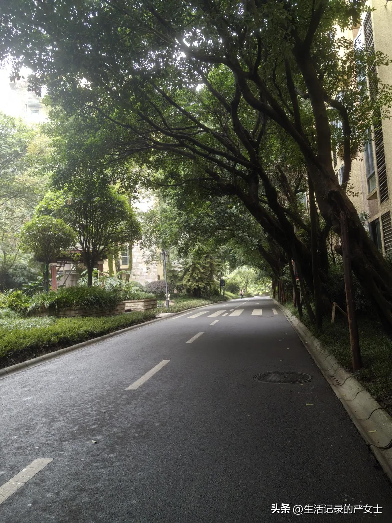 成都这两天真的降温了。昨晚下了一夜的雨，早上出门路上还是湿漉漉的，天空又开始飘着