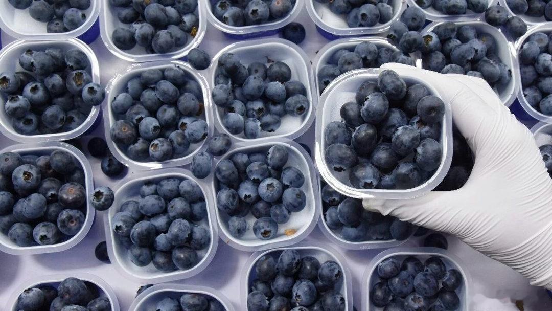 超级食物并不存在最近有个新闻，看得人心头一紧。福建一位女士，看着蓝莓新鲜又听说对