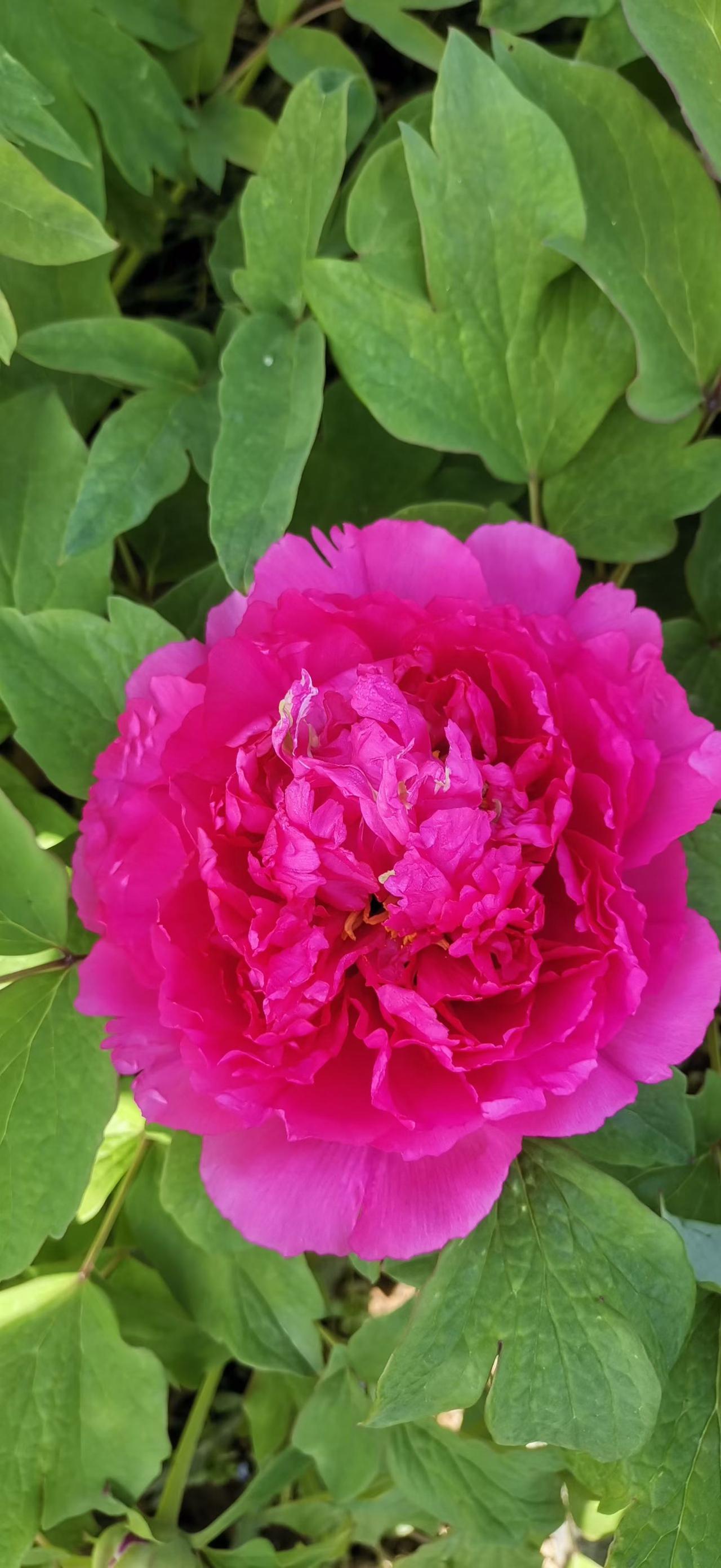 国色天香牡丹花，芙蓉国里尽朝晖。邻居家的牡丹园随拍[送自己一朵花][送自己一朵花