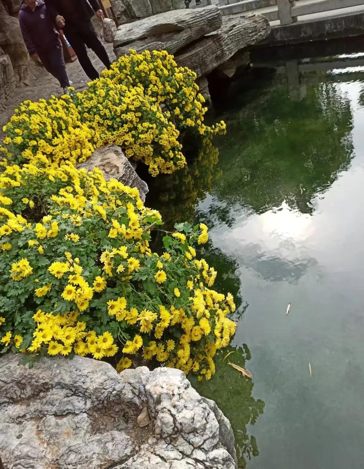 每一朵盛开的菊花，都是生命的坚韧与美丽的象征。