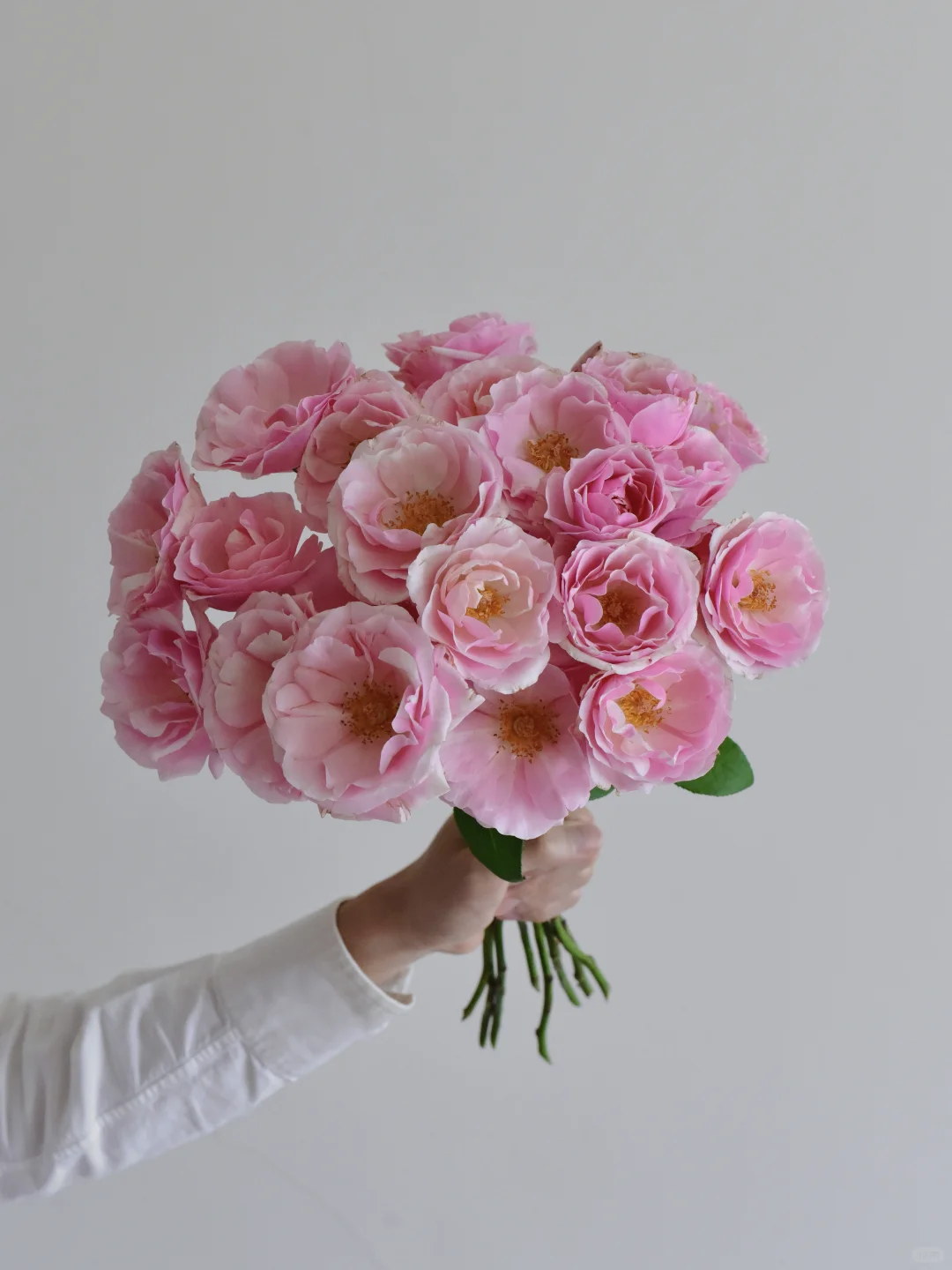 花栖玫瑰园·情书