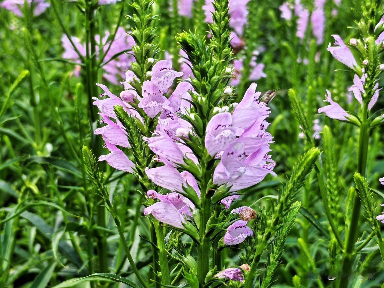 紫花映绿野，蜂蝶舞芳菲。