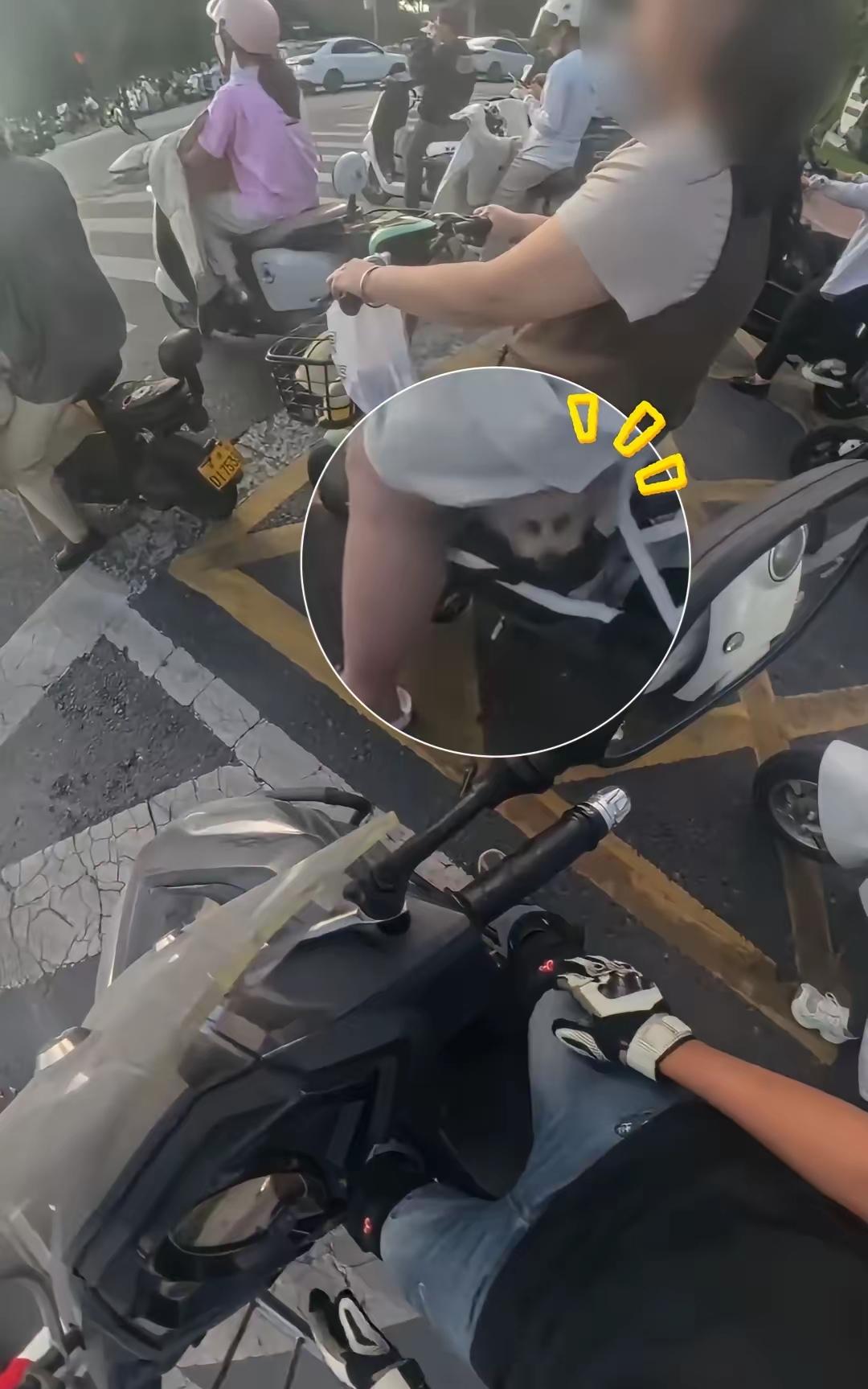 被别人家的狗子赖上了[泪奔]
男子骑着电动车在等红绿灯的时候，觉得腿有一点乏，用