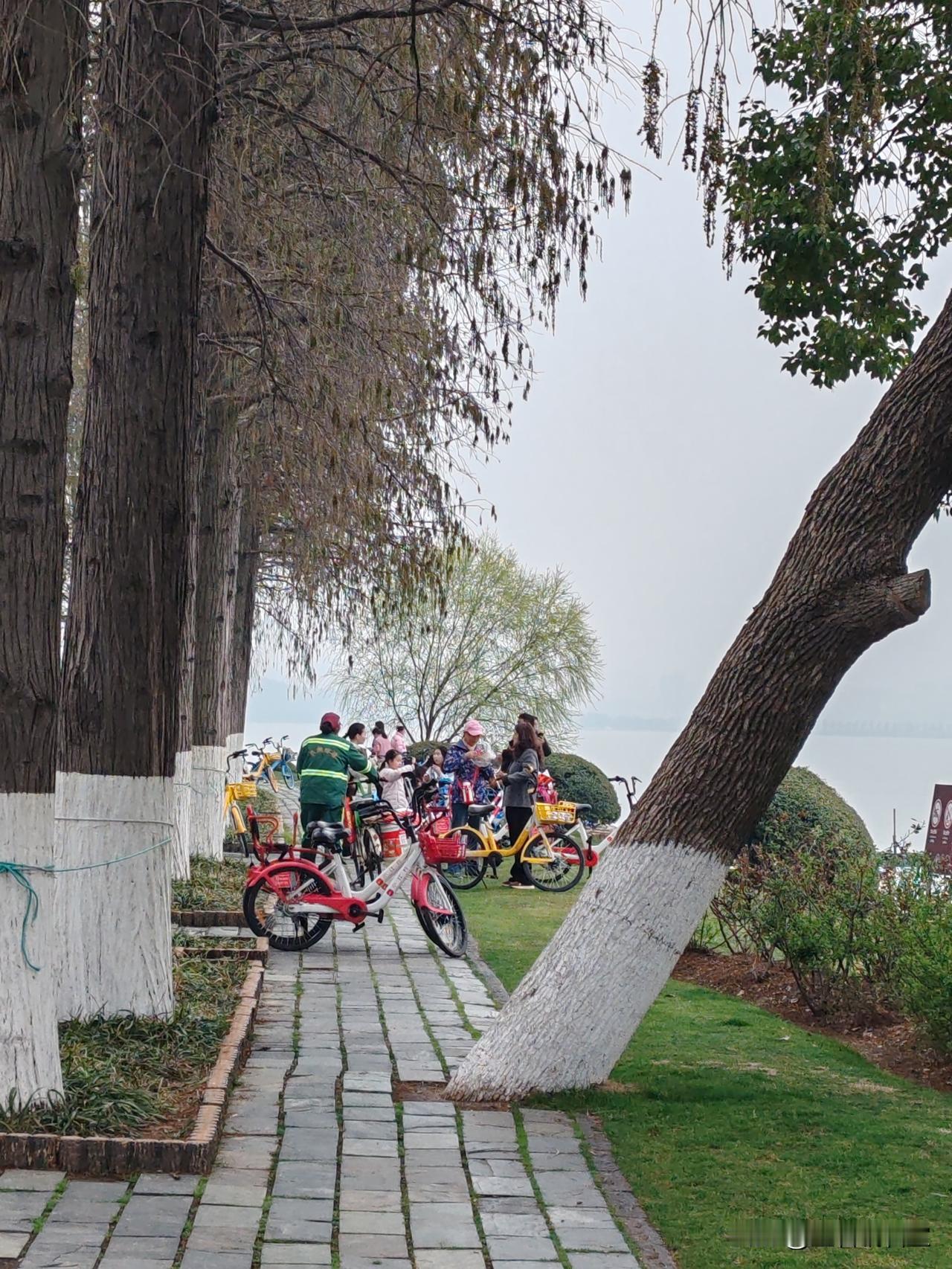 初春时节来武汉东湖绿道游玩的全国各地游客赏美，分享快乐时光（手机拍摄，原创作品）