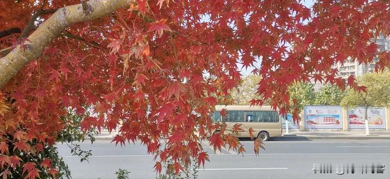 上联:夏雨荷花艳，
下联:秋风枫叶红。
友友请展示下联 友友请出下联 友友请下联