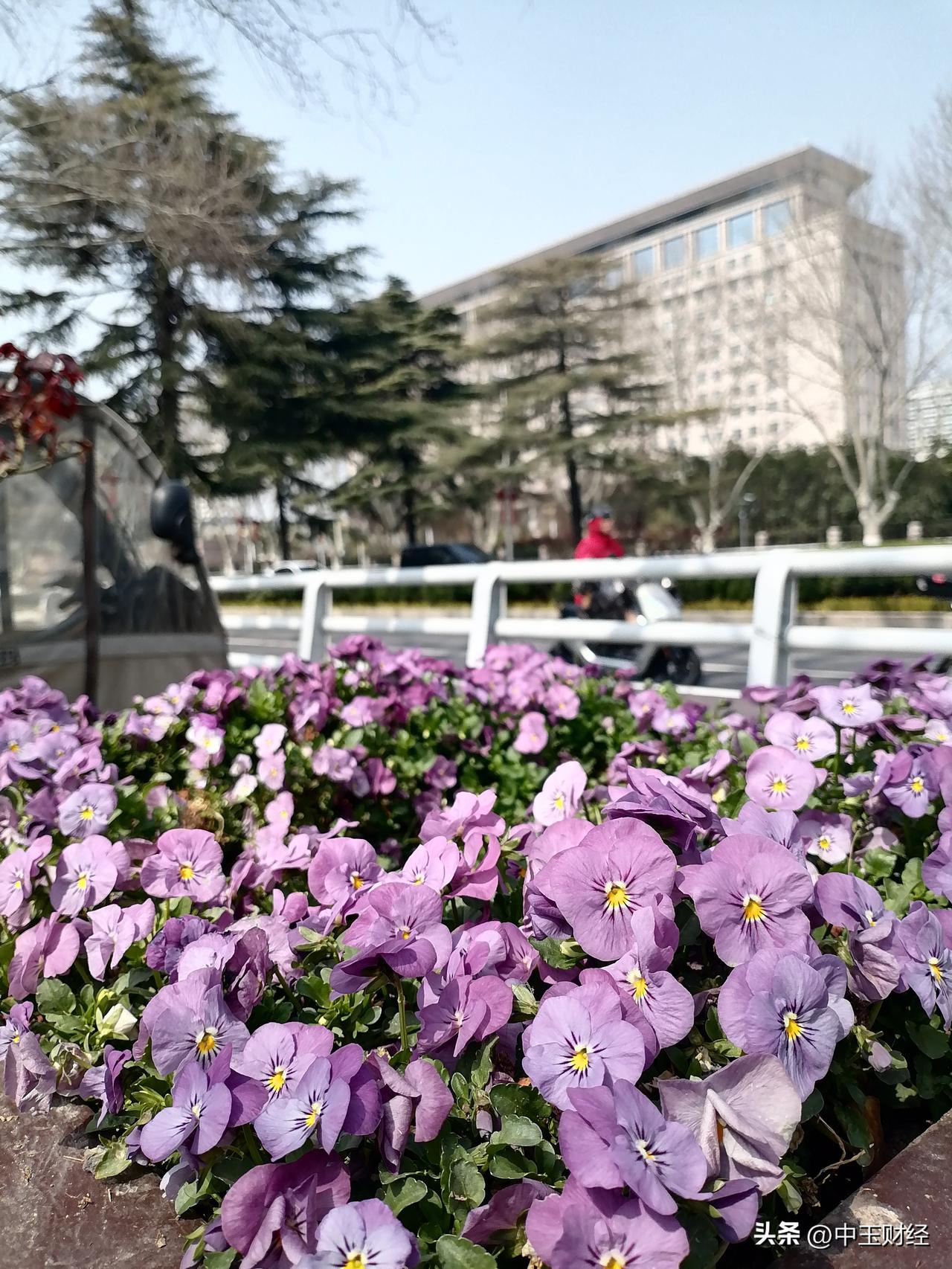 发一张你相册最近拍的花这种花无论是单个开，还是拔，一旦群集中在一起，都非常漂亮，