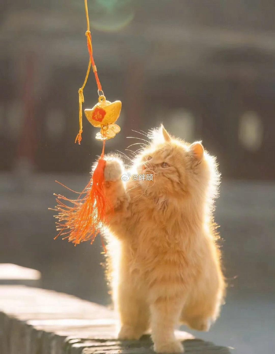 发光招财猫也太好看了吧！ ​​​