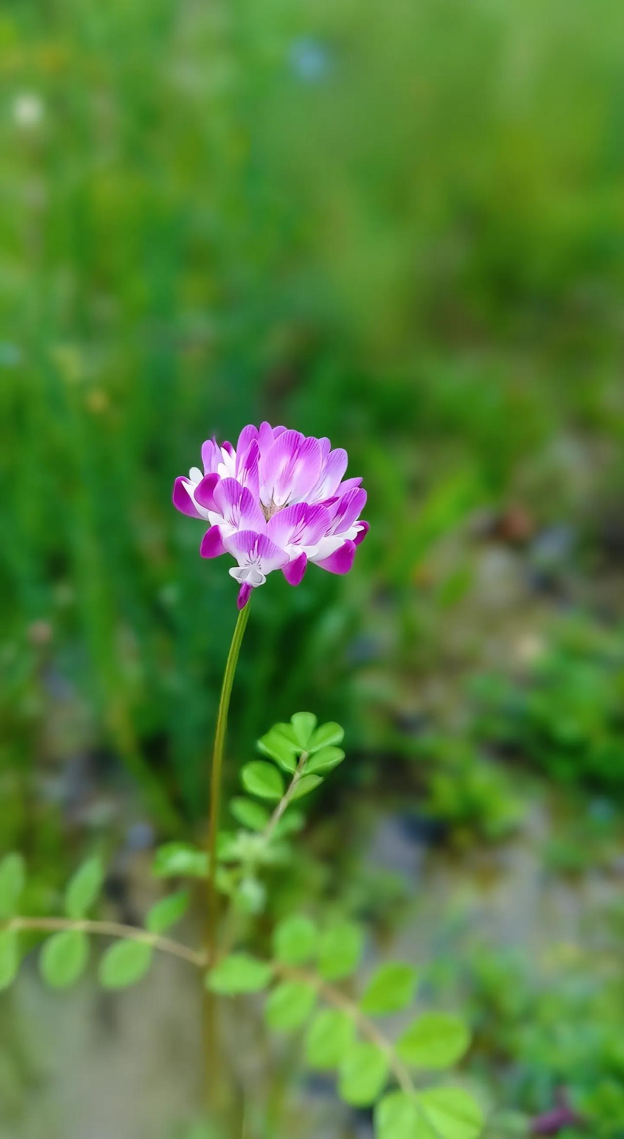 今天了解了南亚部分国家的历史，深感其发展之艰难，当地老百姓一天仅挣 8 块钱，生