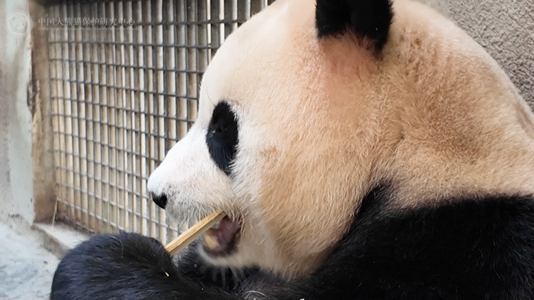 #端午接福挑战#福宝到，福气到，想到可以见到那么可爱的小福，心情美滋滋的，喜欢她