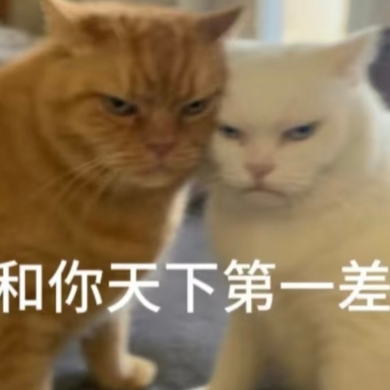 凭什么海外版比我吃的好 
