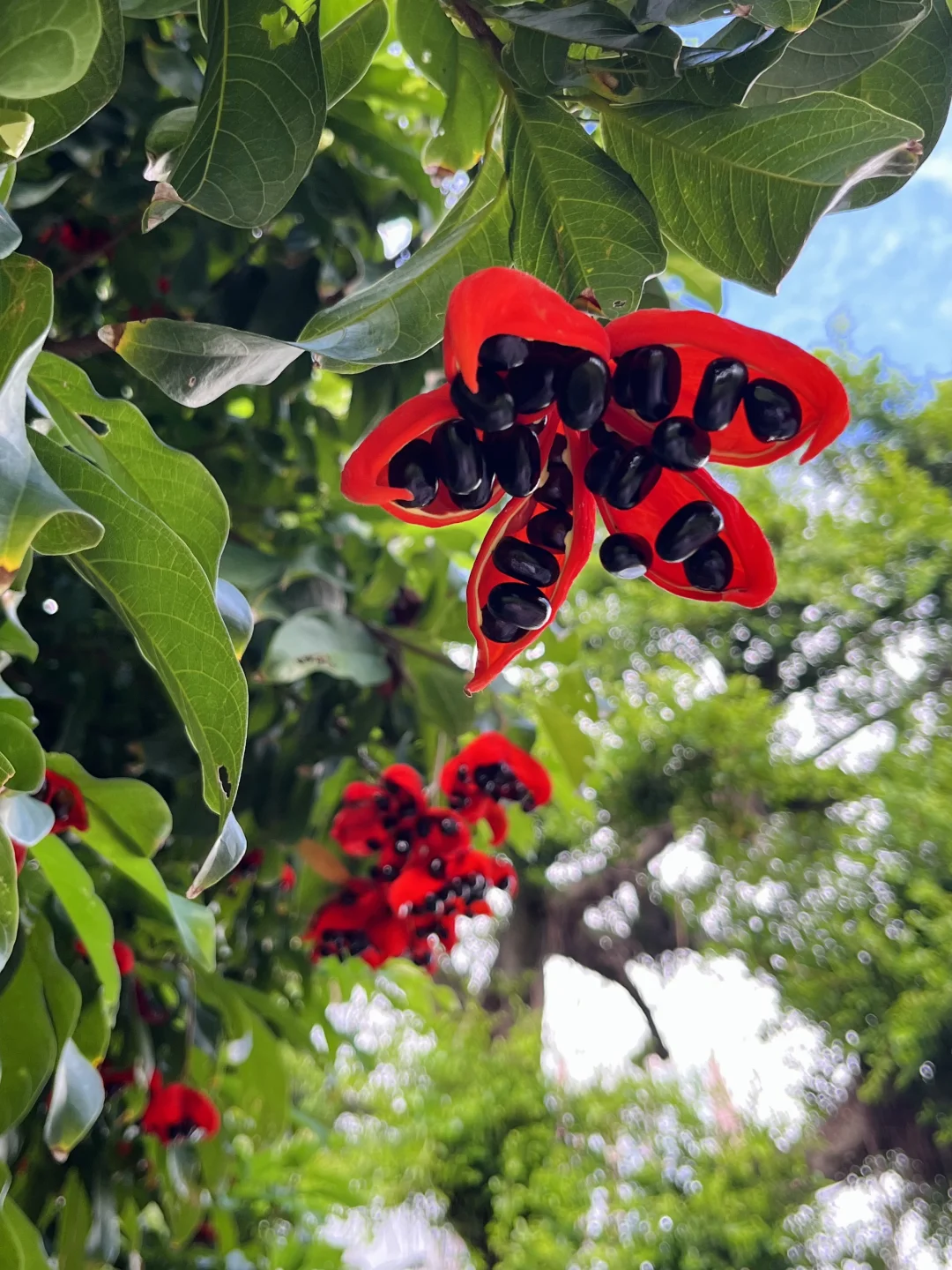 植物美图｜又到了“红海星”挂满枝头的时候