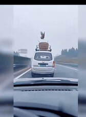 现实版鸡飞蛋打！
开车遇“空中飞鸡”砸玻璃
还送颗蛋当“赔礼”

开车开着开着