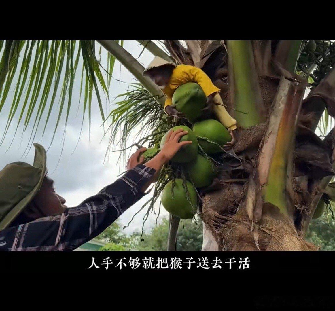 椰子水制作过程1. 采椰（核心：12个月成熟青椰）• 产地：泰国丹嫩沙多等优质产