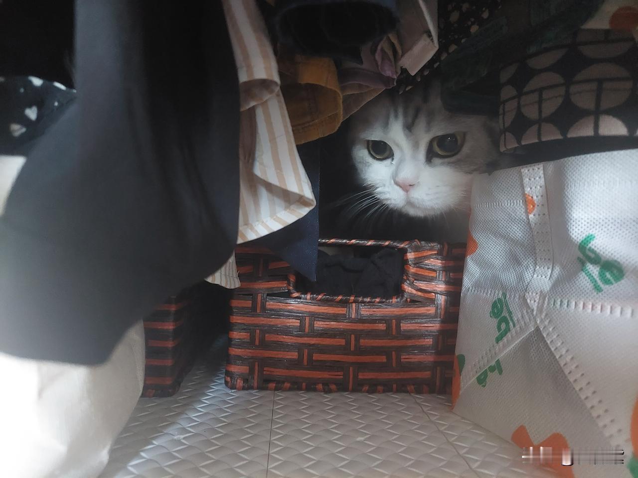 吃完早餐，收拾好，要去老年大学上课，随便室内看了一眼，狗子小六圈在客厅，但是，找