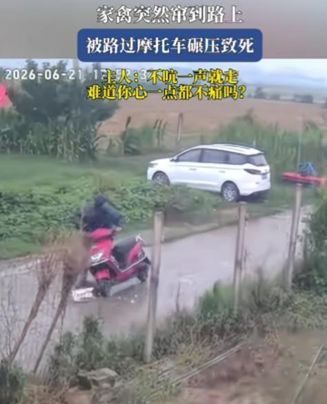鸭子什么时候有路权了？

鸭子在路上乱窜，被路过的摩托车碾压致死，摩托车直接走了