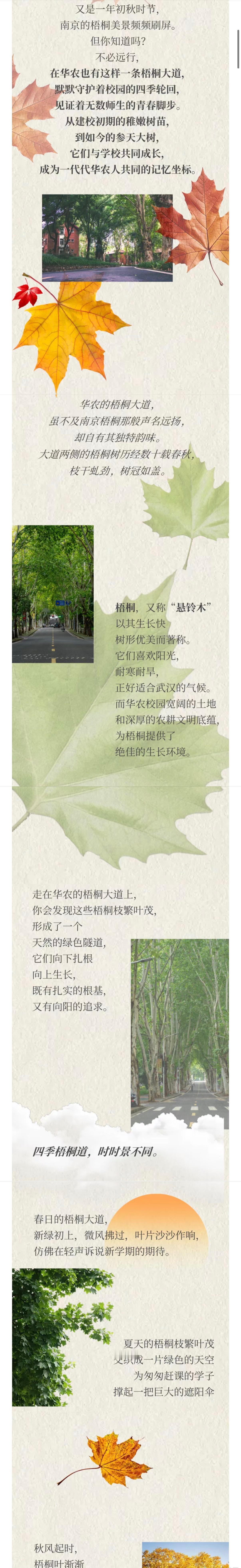 在武汉，湖北伢也有属于自己的梧桐大道，当阳光从一排梧桐间漏下——武汉的浪漫，就被