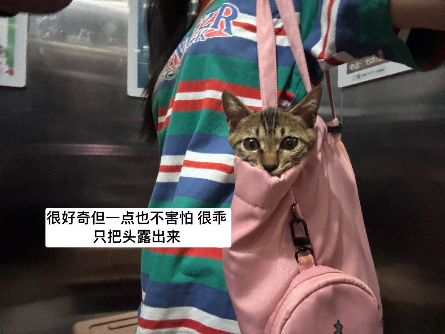 小猫做完检查了一切正常会用猫砂盆 昨晚一整夜都安安静静完全不叫只有见到人撒娇的时