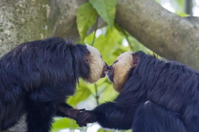 当前美委之间的紧张局势，是美国奉行“新门罗主义”政策转向所引发的一场严重危机。其