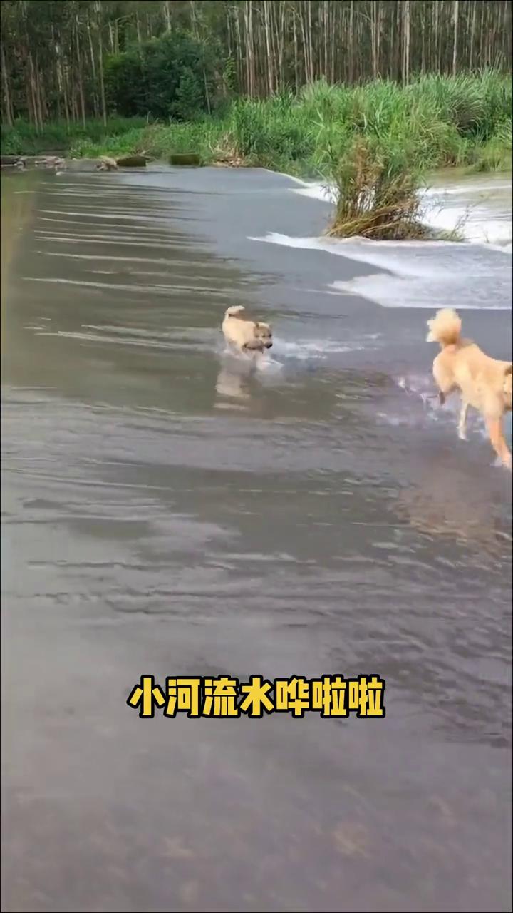 狗：表，救我。
小河流水哗啦啦，带着孩子要回家家。有点滑，孩子慢点，过河拐弯儿就