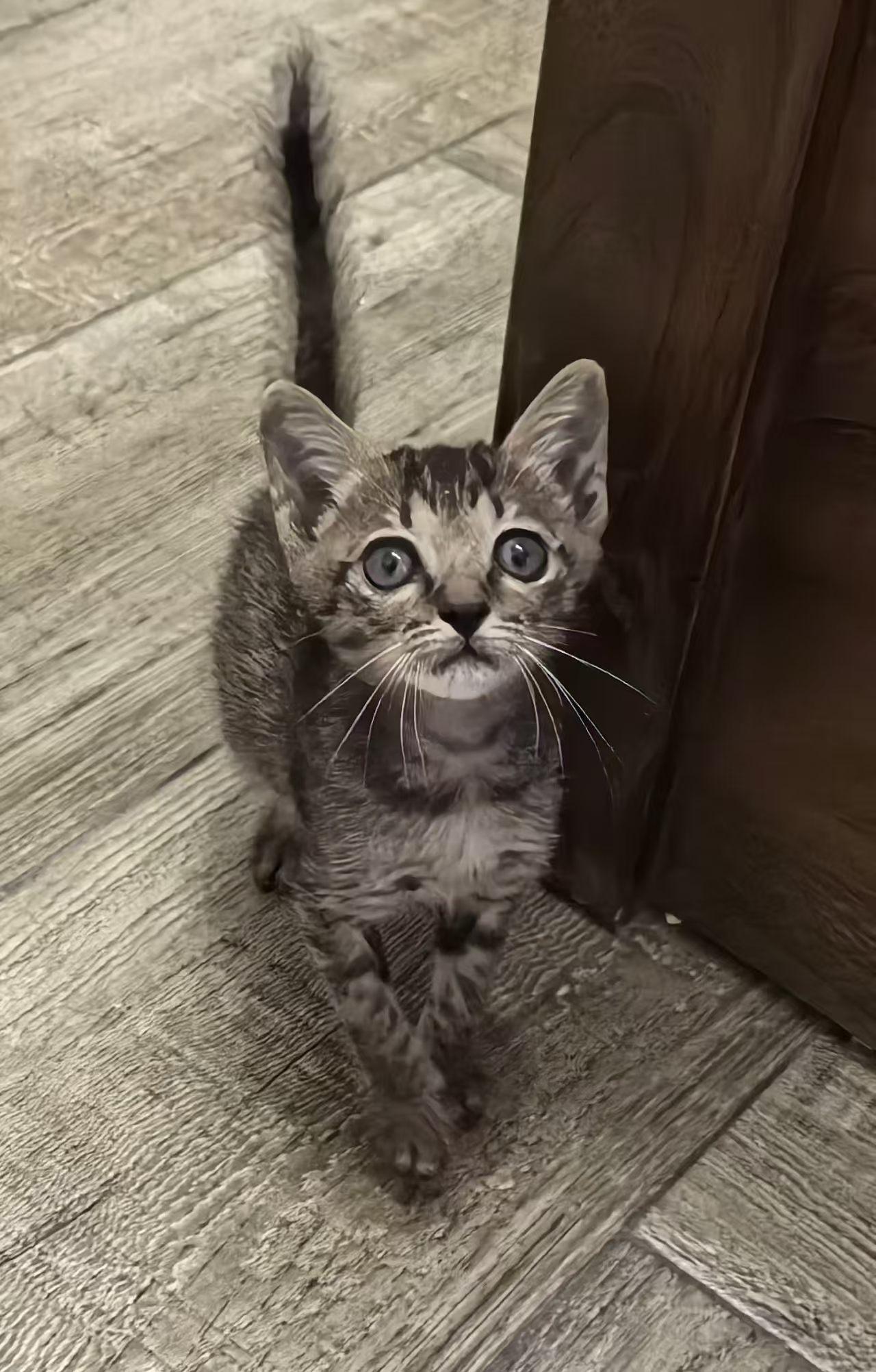 珠海，救助的流浪猫寻找爱心领养

宠物品种:狸花
宠物名 ：小松塔
性别 ：母