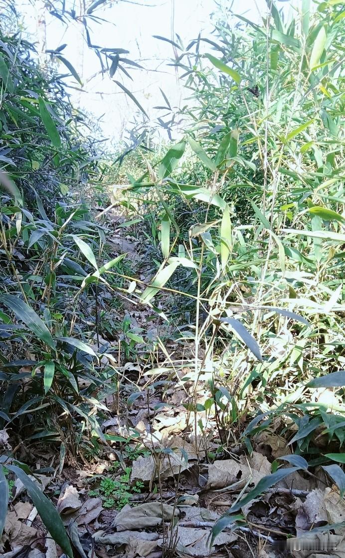 冬日暖阳倾洒，虽是寒冬，却有着别样明媚。我悠然漫步在这乡间小路上，两侧是郁郁葱葱