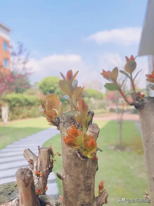 春日生活打卡季 春日生活打卡，不花一分钱，家门口的春天满是幸福。风一吹，花盛开，