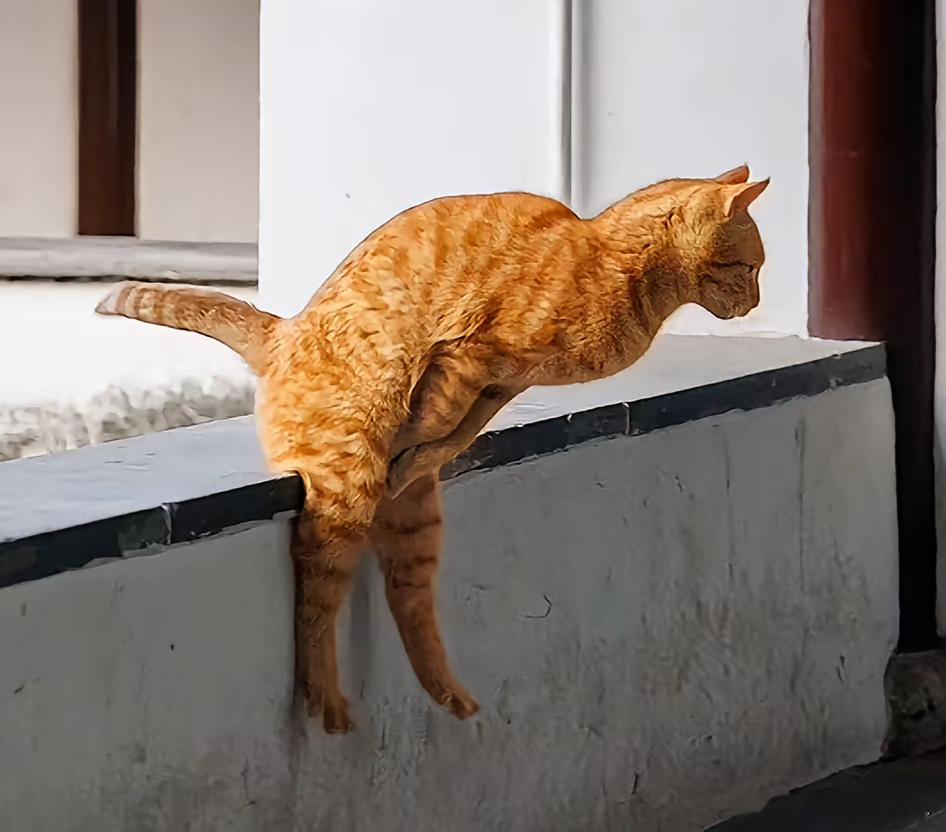 捂裆王也，拜见老天师照片cr.猫太极的拍猫录 ​​​