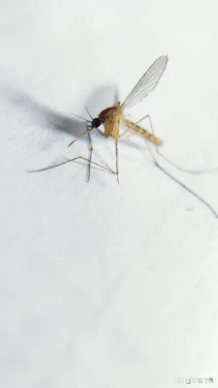 一只小蚊子嗡嗡地飞过眼前
一伸手抓住了它
不过手上没有血
大概它昨天晚上没有叮我