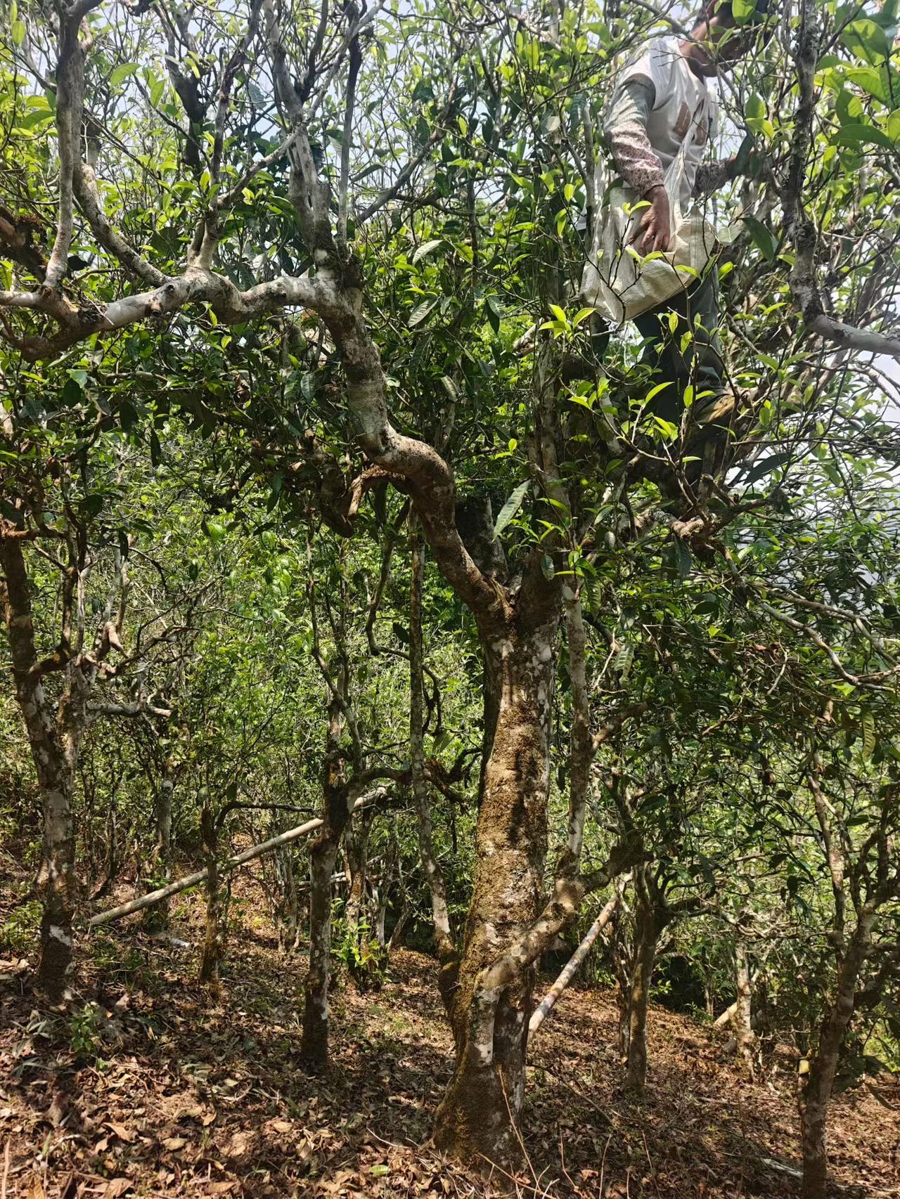 老曼峨2026年春白茶🍵生茶🍵红茶