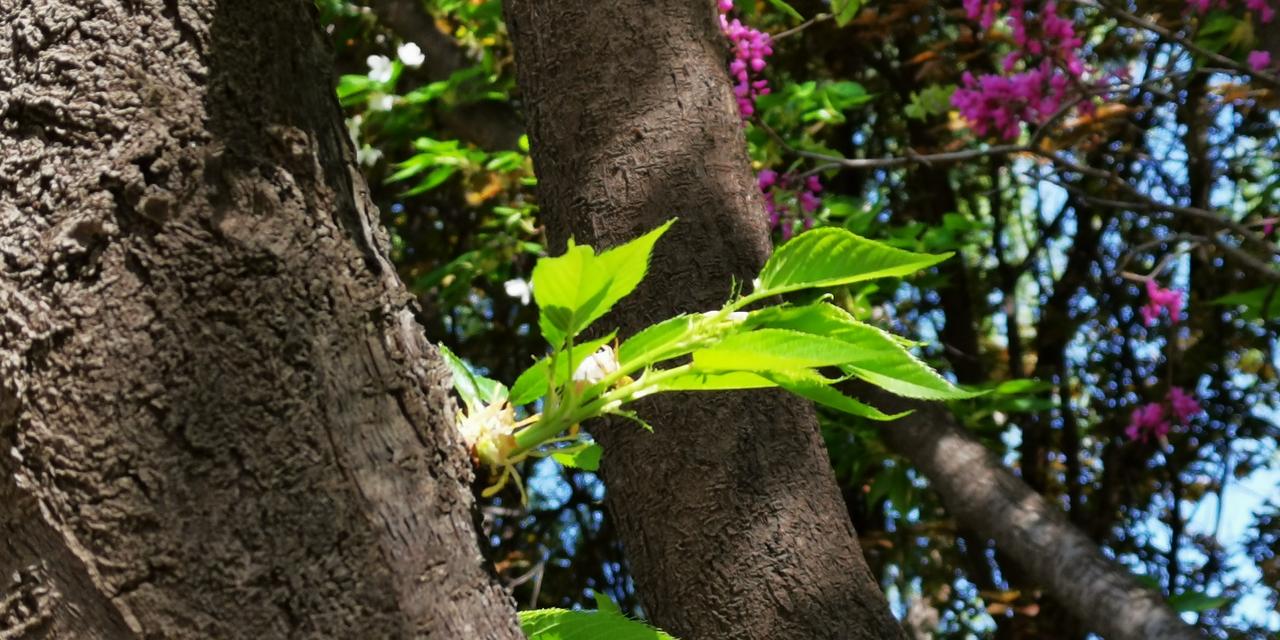 假冒伪劣，从跨境电商、保税仓、虚假广告宣传到超级网红直播带货，一路畅通无阻。
仅