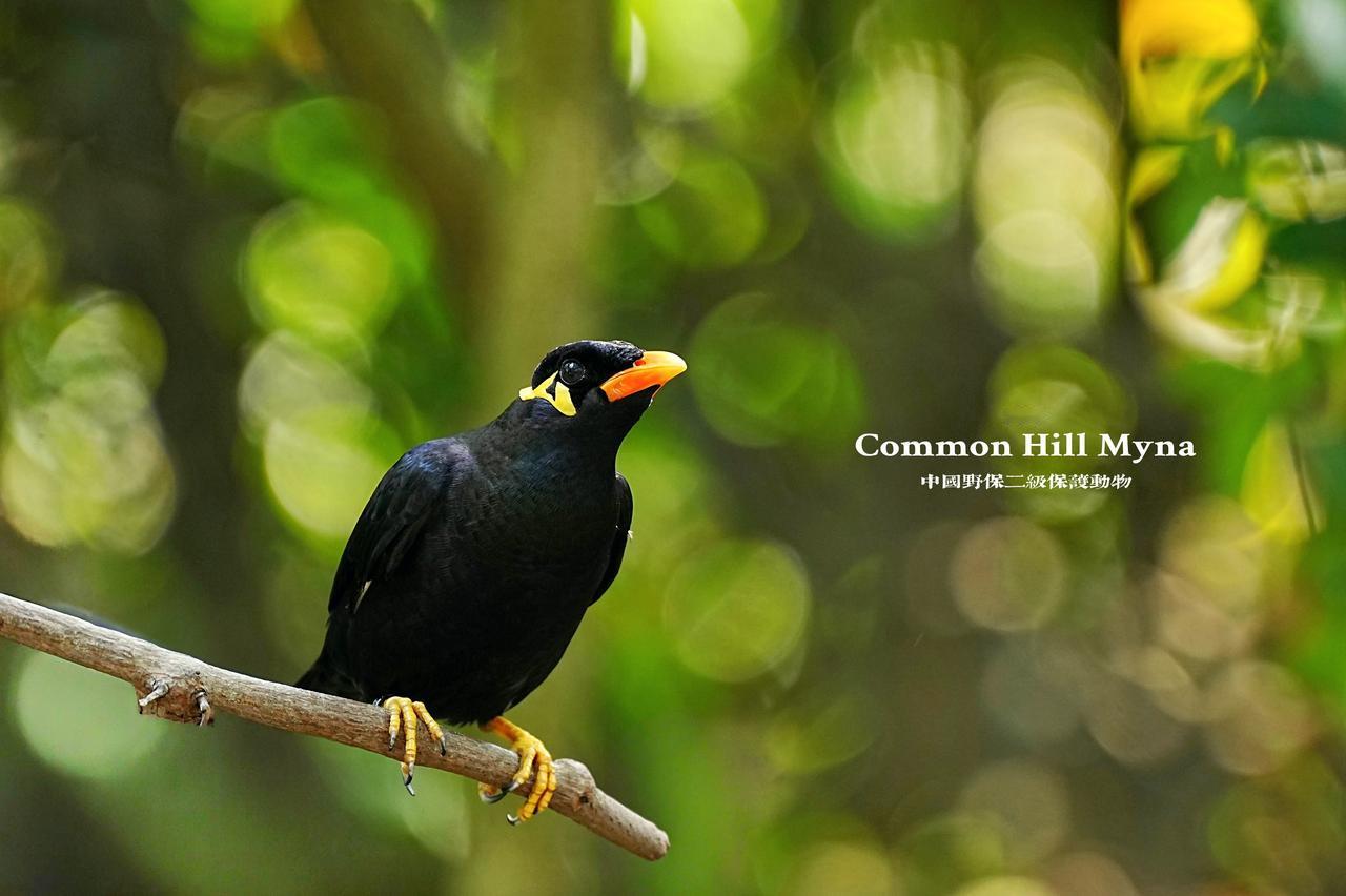 《林间·鹩哥》
中国野保二级保护动物
📸 记录生灵之美
深圳观鸟
