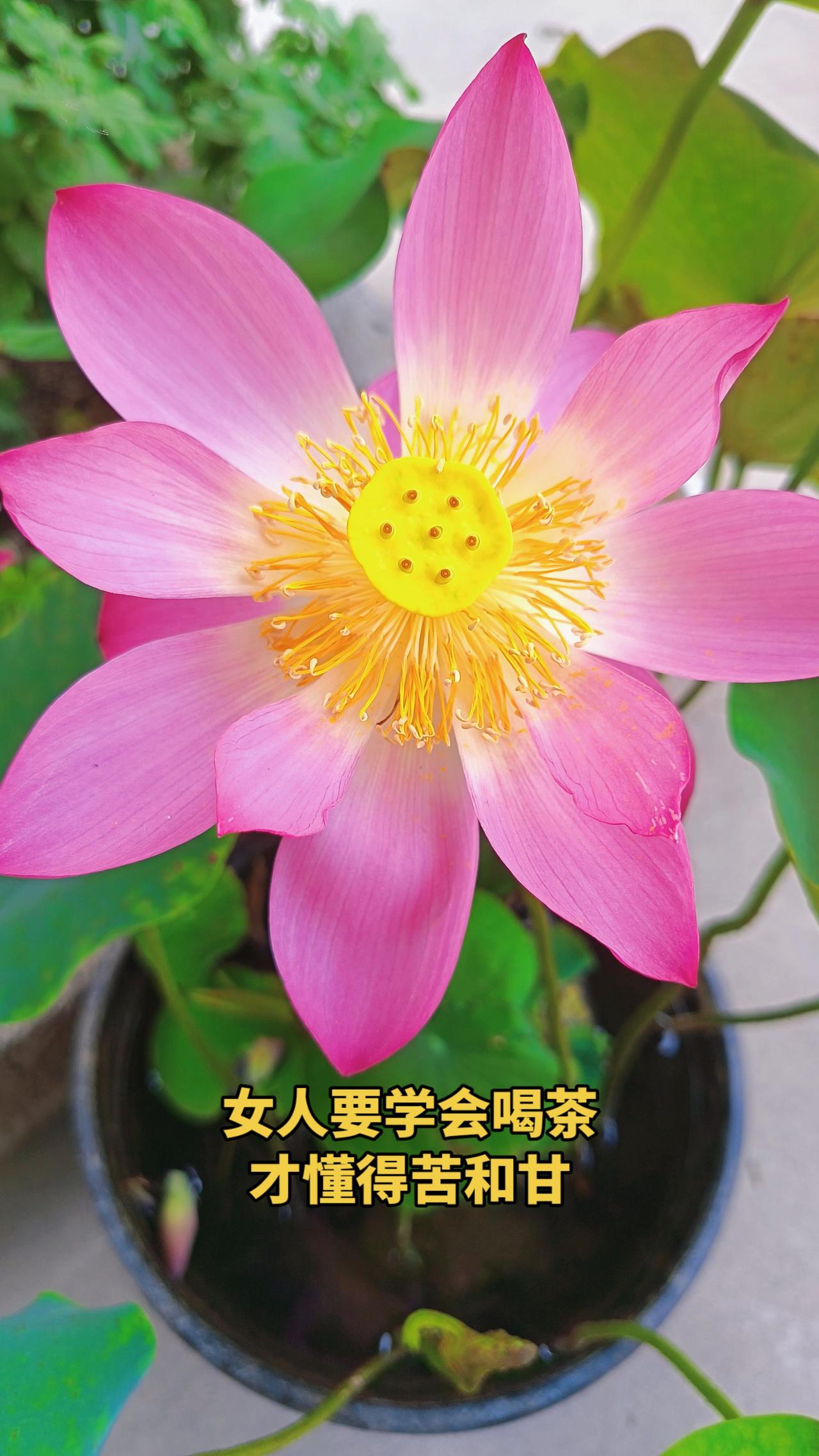水是有三个层面的，它可以平静生财，也可以极寒若冰，更可以飘渺如气。
优雅的生活，