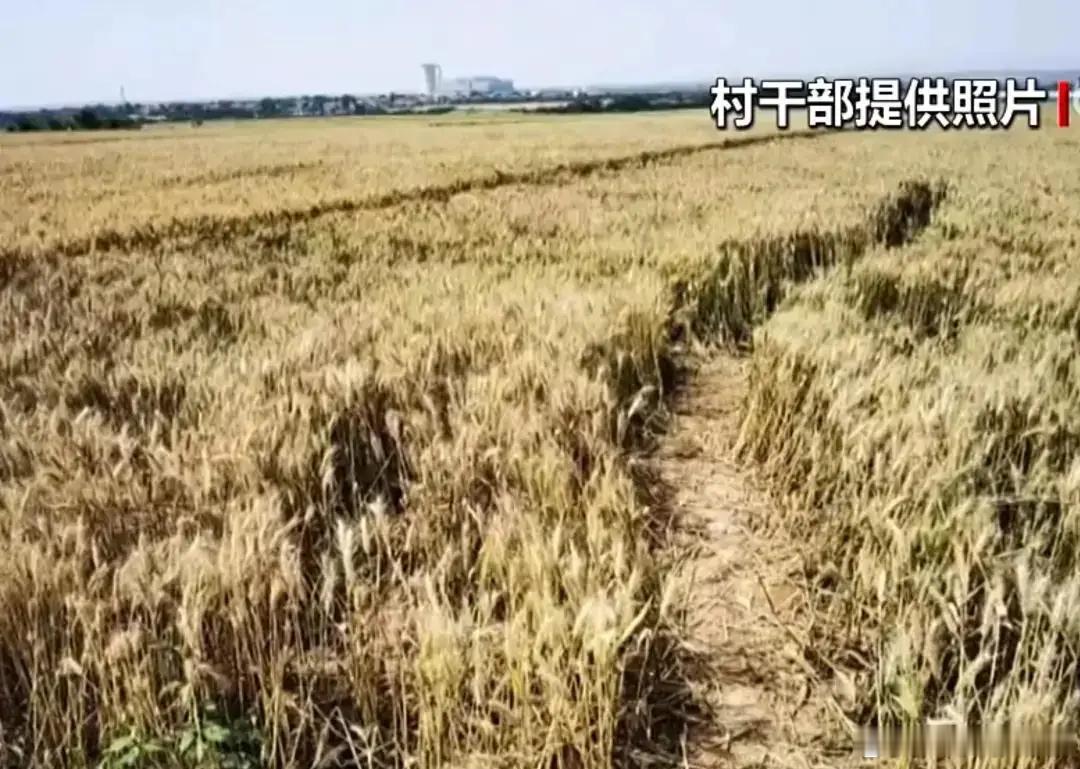 3说：为保一点麦子，砍掉发财树冠的争论，实质是先进与落后思想的争论，能不能挣钱，