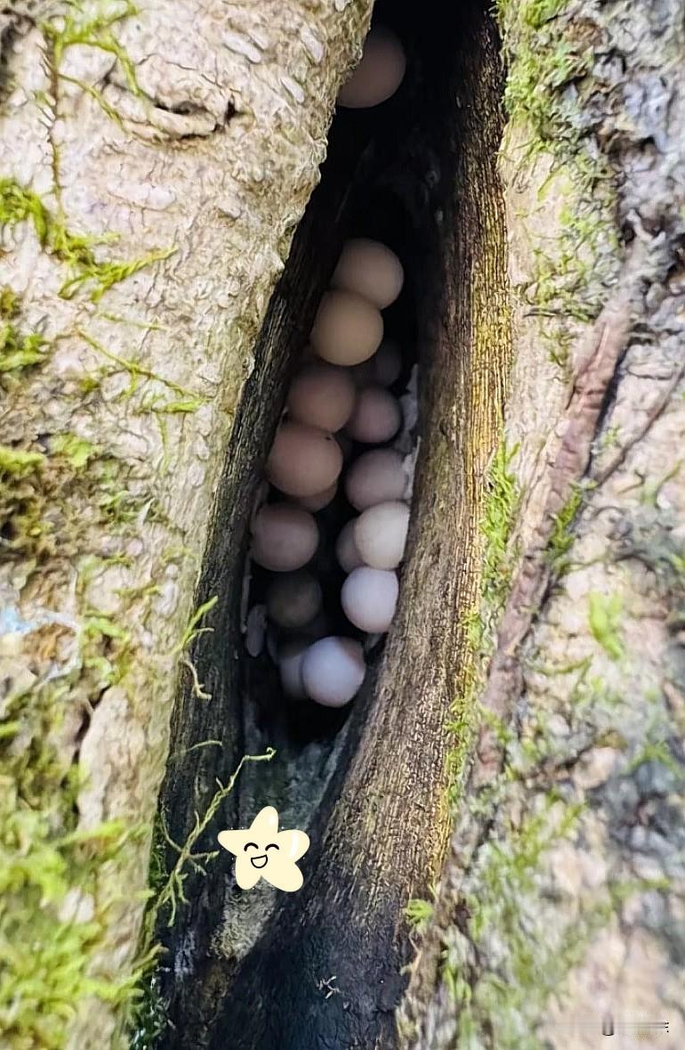 护林员拨开老树青苔的瞬间，瞬间浑身汗毛直立。
树洞里密密麻麻一片粉白色卵团，密密