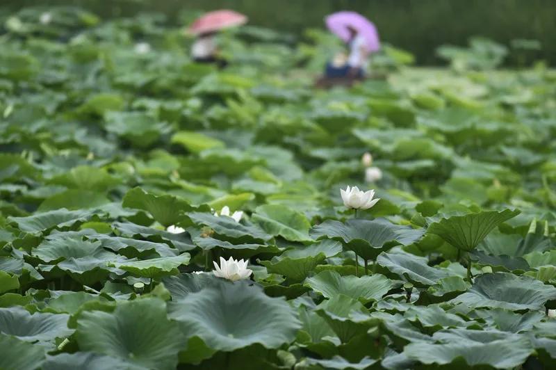 荷塘月色照山青
绿水悠悠映碧莲
晚风轻吻荷花叶
并蒂莲花彩蝶恋
续写得很有意境，