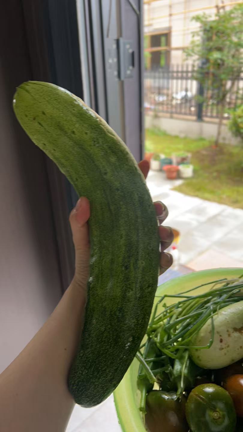 我家的🥒变异了