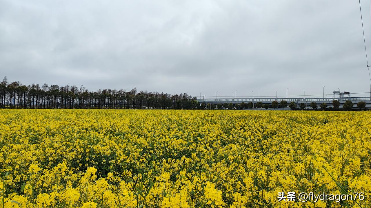 昨天开车路过一大片油菜花地，今天特意再过来拍照。

油菜花田小记
 
春风一拂，