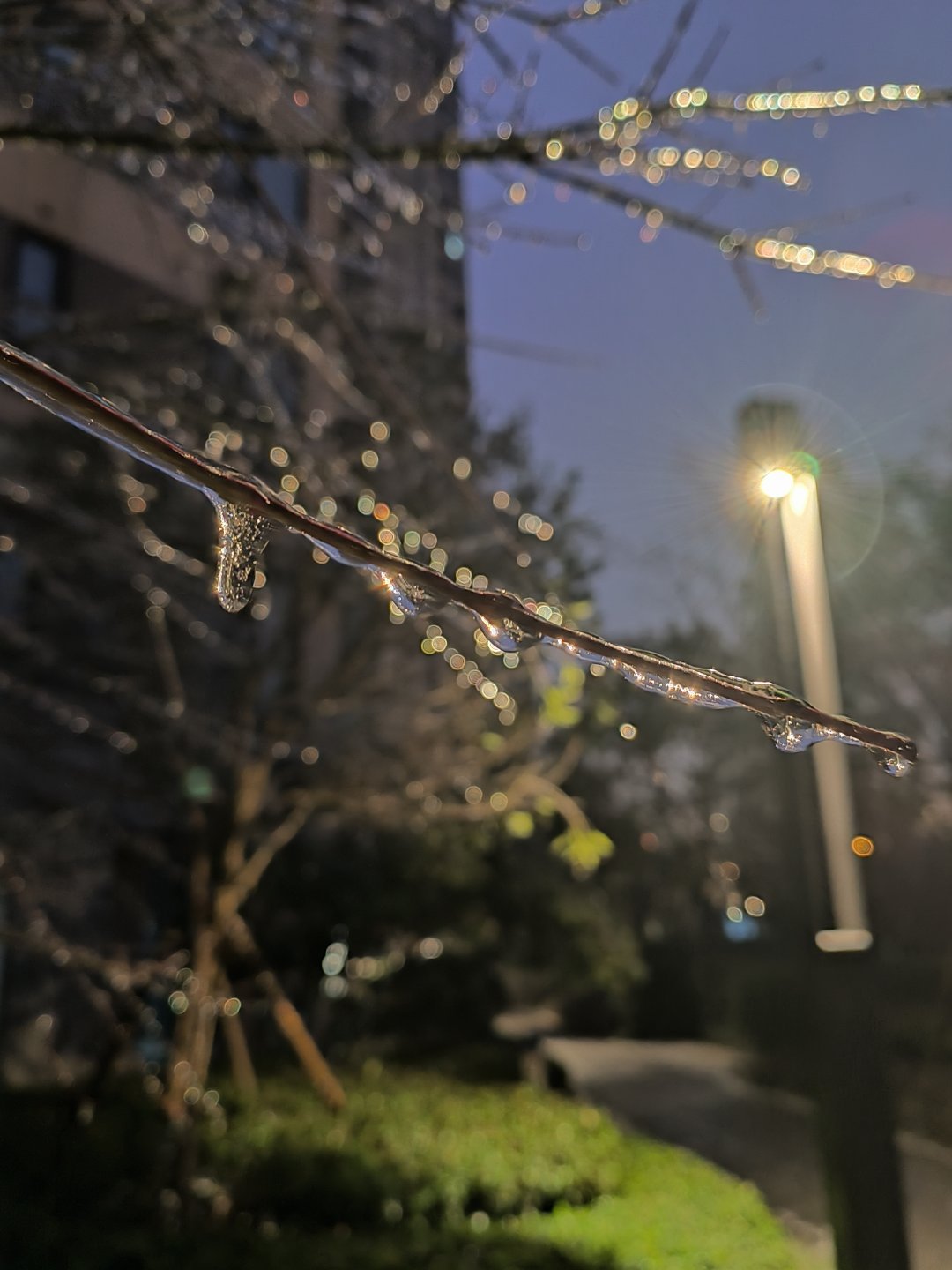 楼下的树都冻出大鼻涕了。这场冻雨下的，出行变得异常困难。 ​​​