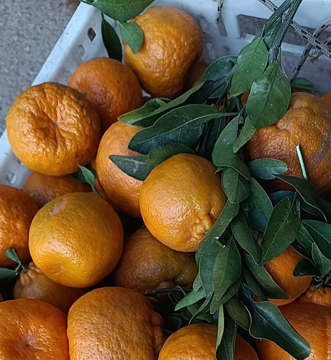 冬日生活打卡季冬天四川的橘子熟了！