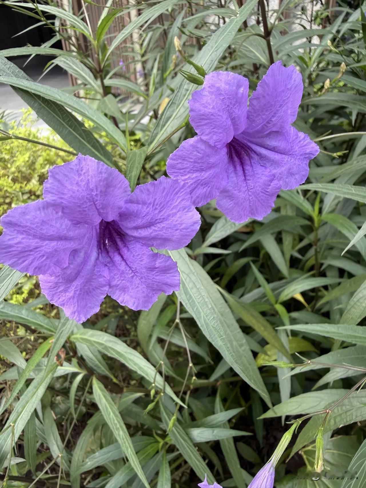 以花为友，交换一张相册里的花花草草。