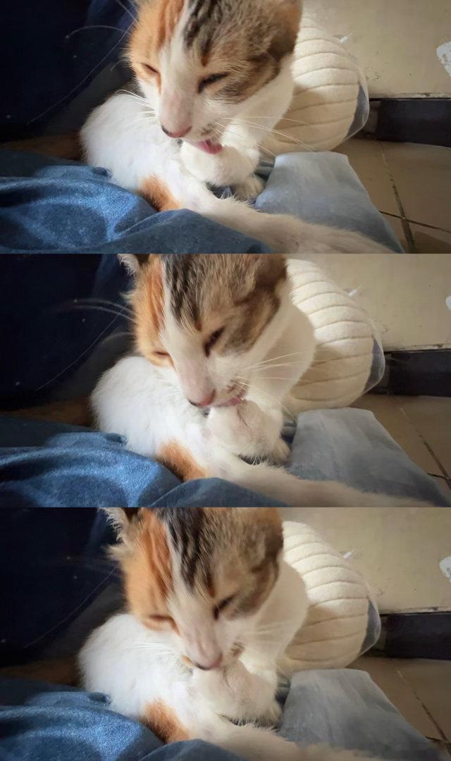 50241【丑猫】很迷离 
