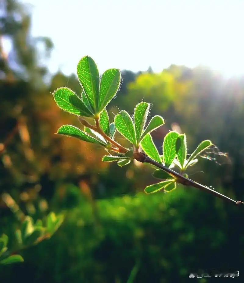 少年游 · 浅夏如烟

柳烟漠漠笼平芜。翠影覆阶除。残红褪尽，浓阴似滴，喉湿鸟声