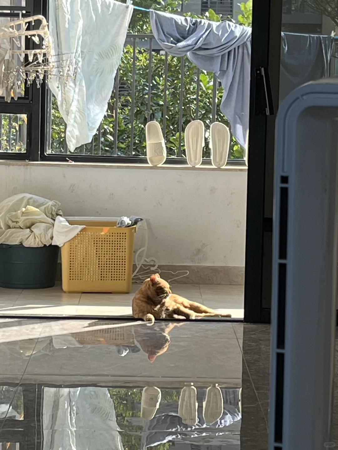 是很会找阳光☀️的咪咪呀
