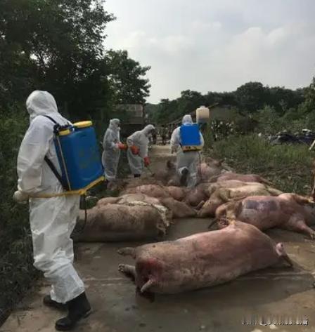 “严查到底！”12月28日，重庆，一村民养的猪得了猪瘟，死了80多头，虽然损失惨