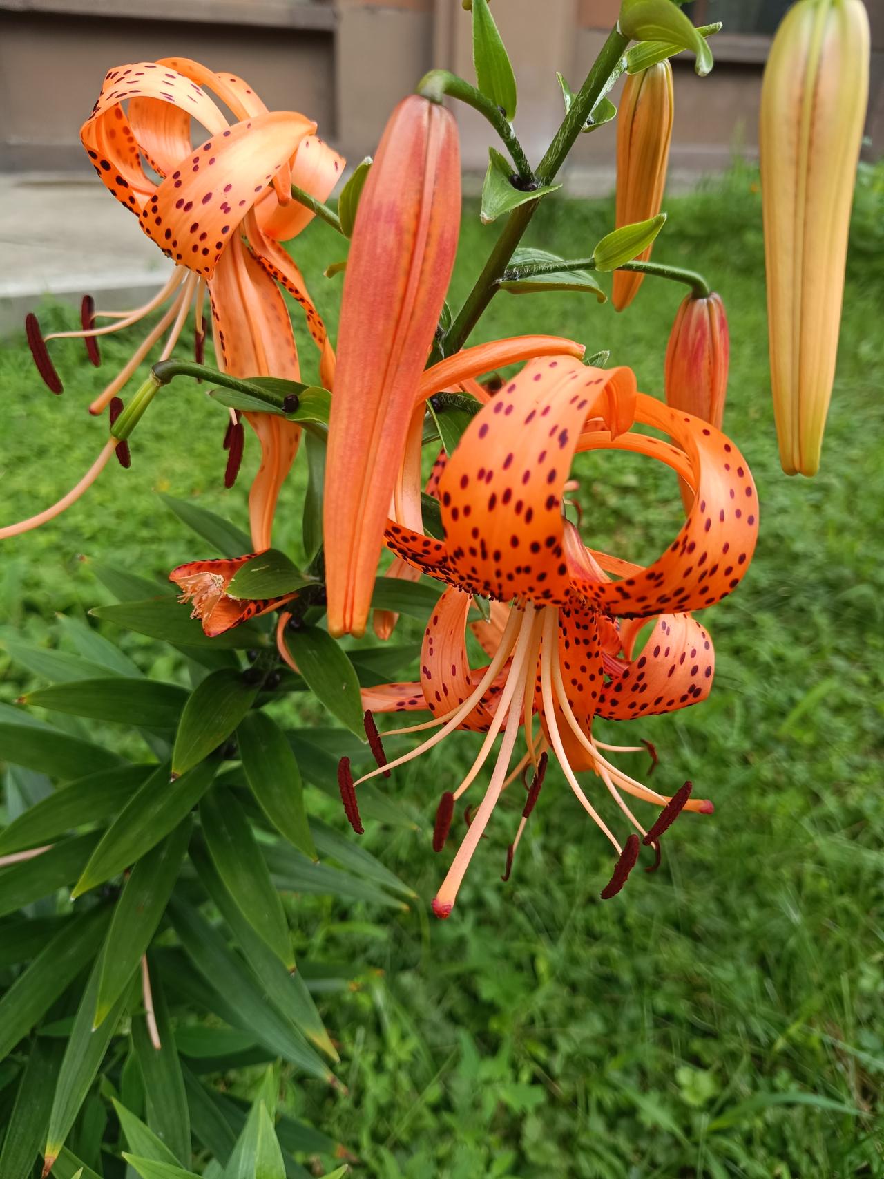 楼下草丛间卷丹百合盛开，橙红色花瓣向外反卷，布满深褐斑点，花姿张扬灵动，亭亭立于