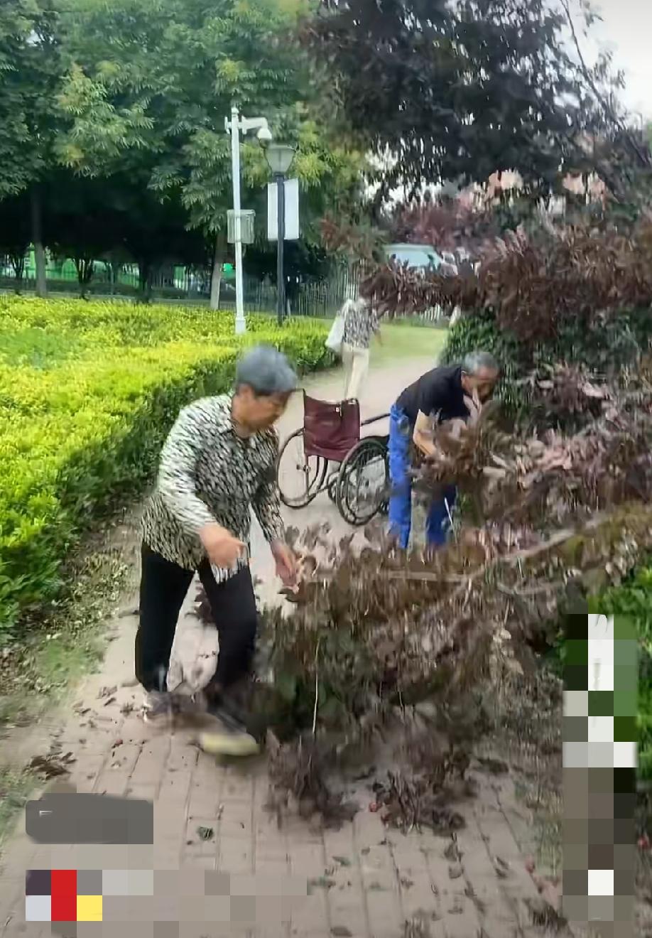 6月7日，江苏发布。一对老年夫妇在公园内，为采摘绿化树上的果实，不顾树木保护，直